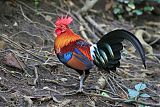 Red Junglefowl